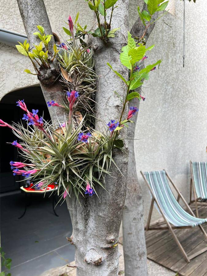 Gîte pour 4 personnes, avec jardin et vue à Pérols - 3