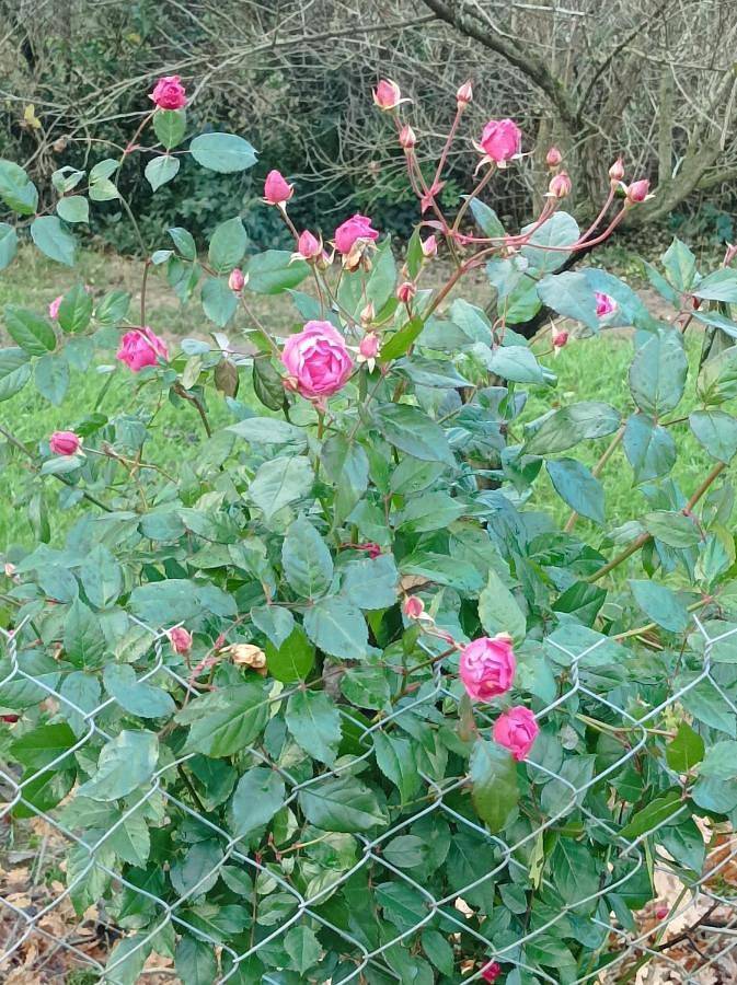 Maison d’hôte pour 2 personnes, avec piscine et jardin, animaux acceptés à Montauban - 4