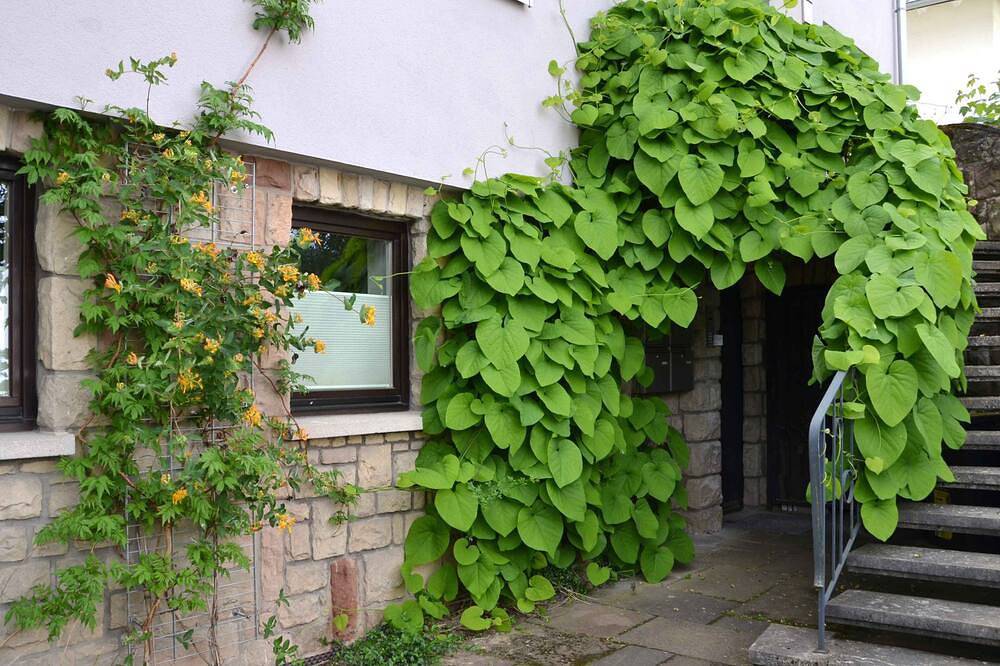 Ganze Wohnung, Wohnung am Rochusberg, ruhig gelegen mit eigenem Stellplatz. in Bingen am Rhein, Landkreis Mainz-Bingen