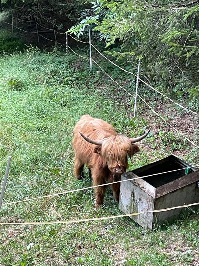 Gîte pour 6 personnes, avec vue et balcon à San Lorenzo in Banale - 2
