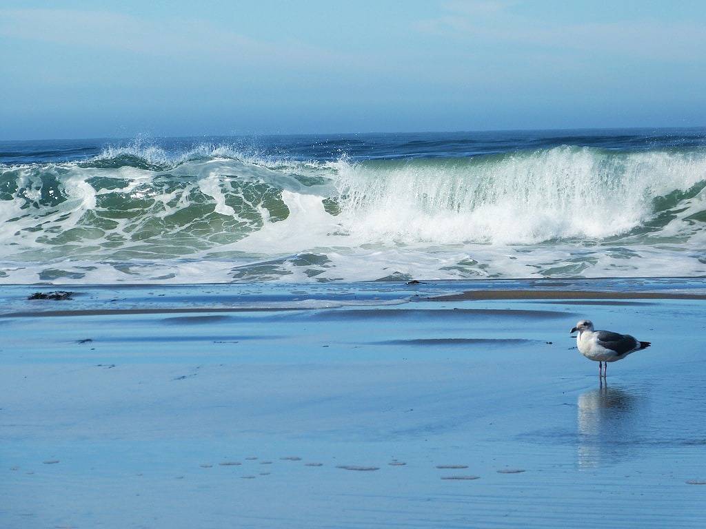 Sea Breeze \"5 Minuten zu Fuß zum Strand, umgestaltet! 15% ungerade bis Mai! in Dillon Beach, California North Coast