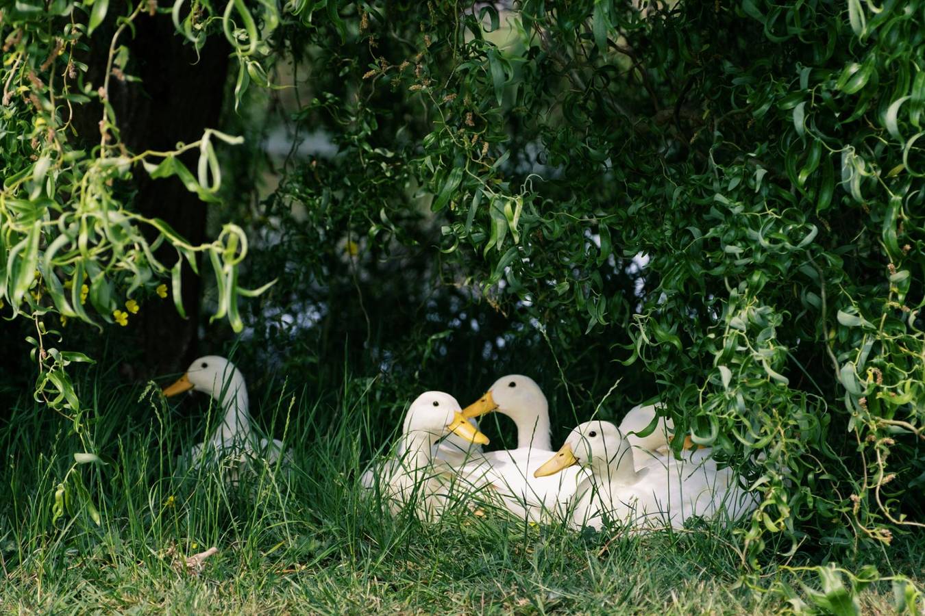 Herbie's Shepherd's Hut - Wellness & Hot Tub in Melton, Leicestershire
