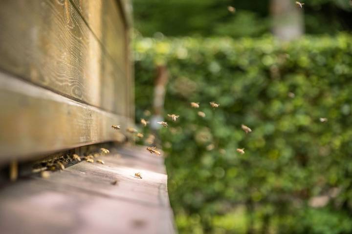 Bienenwagen der Naturheilpraxis Melchger - Bienenwagen, 8qm, 1 Wohn-/Schlafraum, max. 2 Personen in Wildberg, Nordschwarzwald