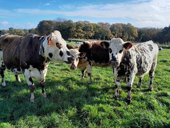 Location de vacances pour 4 personnes, avec jardin et vue, adapté aux familles à Ploubezre - 3