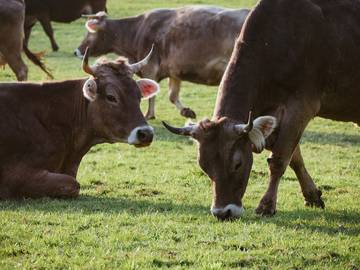 Casa Rural para 5 Personas en Opfenbach, Suabia, Foto 4