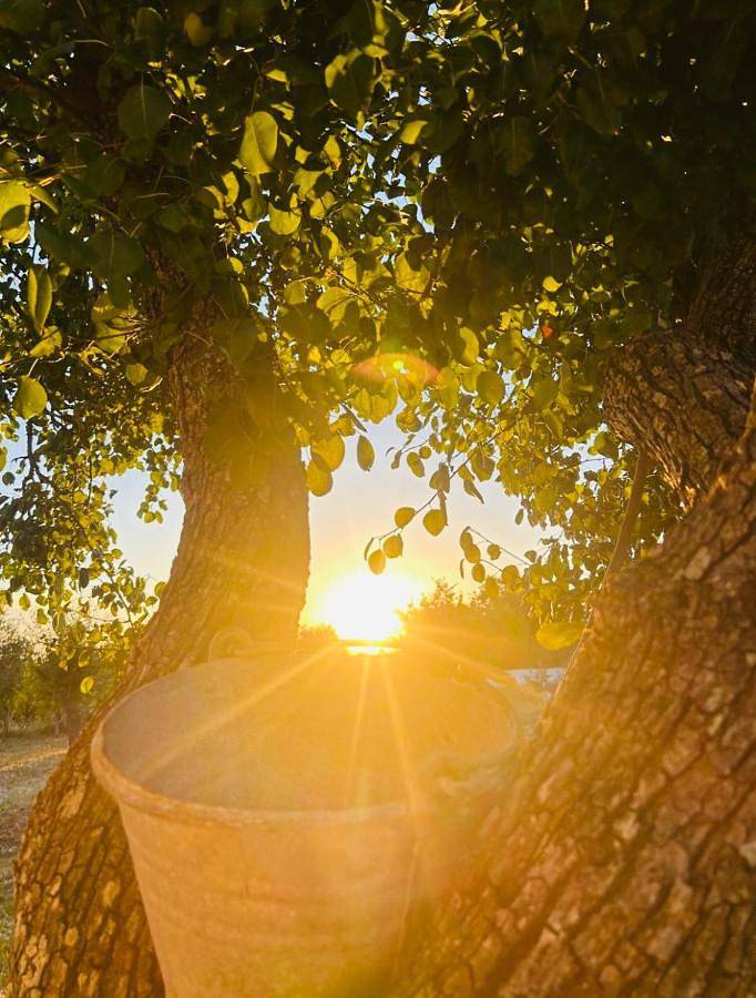 Chambre d’hôte pour 3 personnes, avec jardin et vue à Ostuni - 4