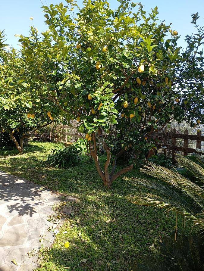 Casa Vacanze Diamante in Ogliastro Cilento, Cilento Coast