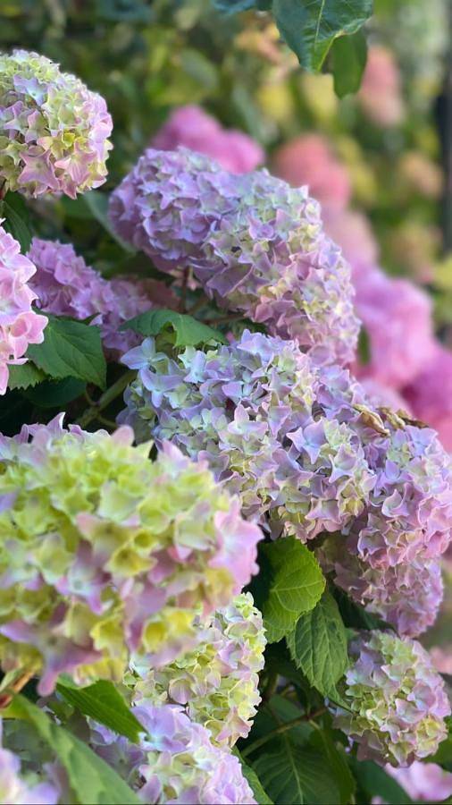 Hôtel pour 2 personnes, avec vue et jardin à Leeuwarden - 3