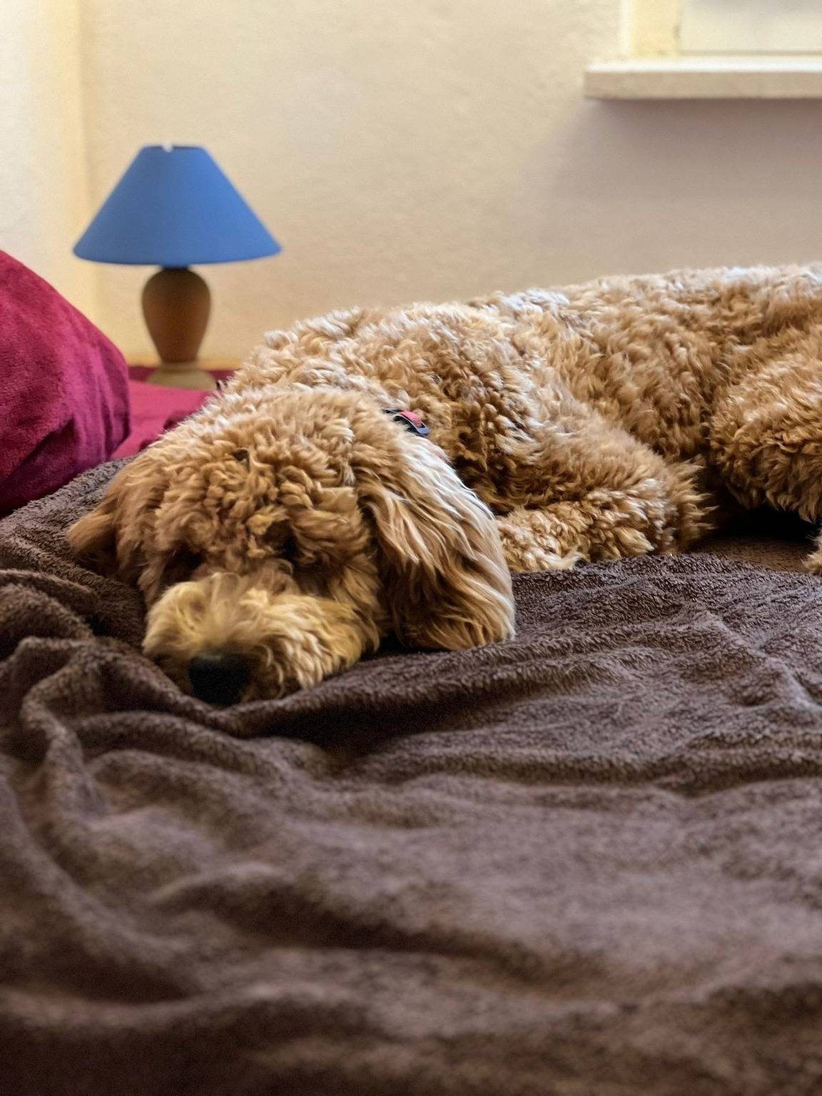 Tiny House - Auszeit im Wald am Badesee in Tanna, Saaleland