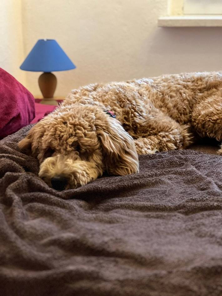 Ferienhaus für 3 Personen, mit Garten und Terrasse, mit Haustier in Thüringen - 4