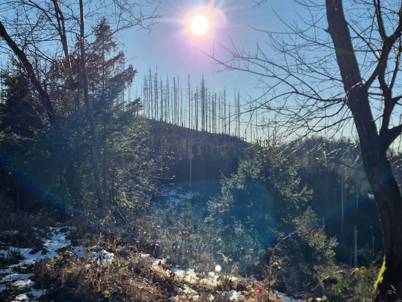 Ganze Ferienwohnung, Kleine Hexenresidenz - Kleine Hexenresidenz F-Ii-E-6 in Altenau, Harzvorland