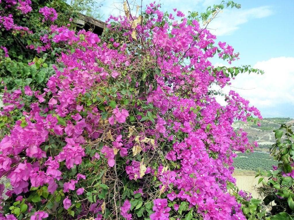 Les Bougainvilliers - Chambre "Tournesol" in Kintzheim, Région de Sélestat-Erstein
