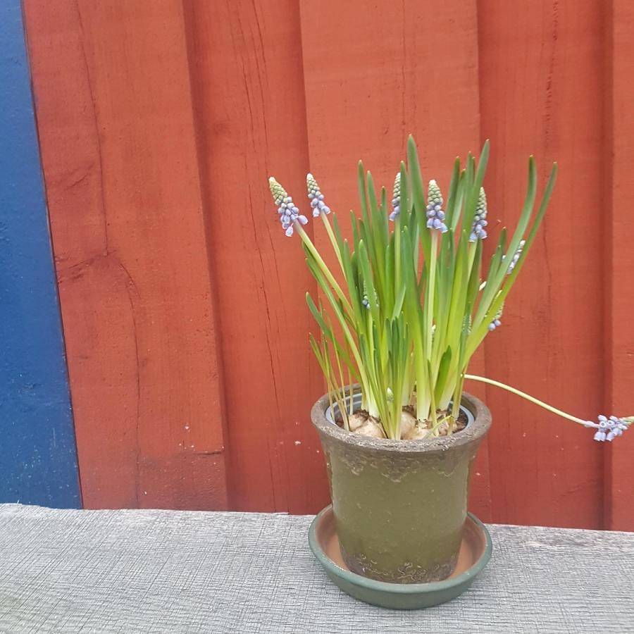 Innergårdens Bed and Breakfast in Karlshamn, Karlshamns und Umgebung