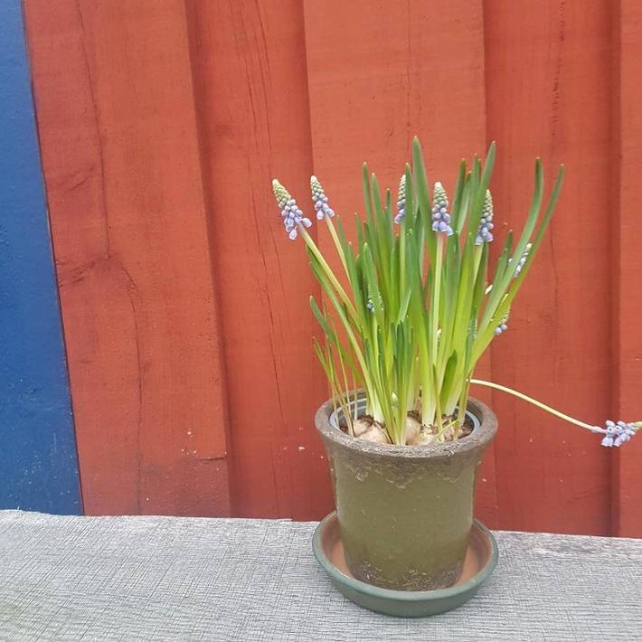 Chambre d’hôte pour 4 personnes, avec jardin et vue en Suède - 3