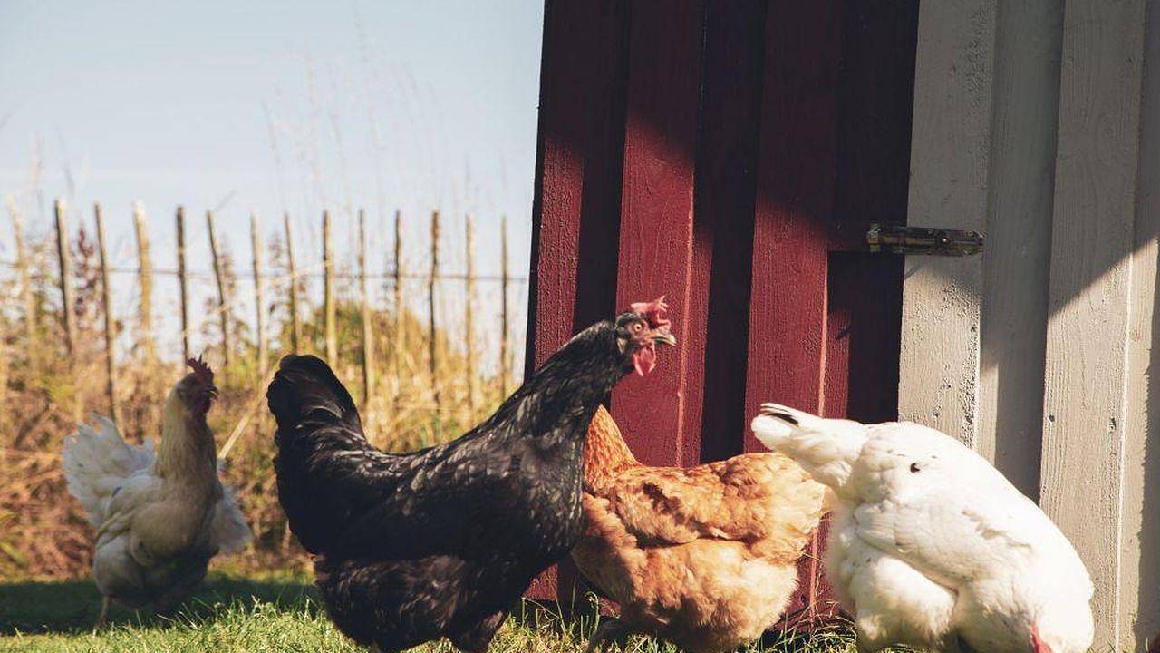 Ganze Ferienwohnung, Ferienwohnung für 4 Personen (64 m²) in Maasbüll in Maasbüll, Grünes Binnenland