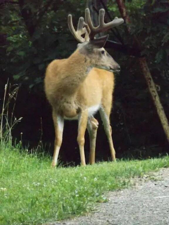 Rustic, Cozy Cottage with Backyard Waterfall and Cayuga Lake Views! in Northwest Ithaca, Cayuga Lake