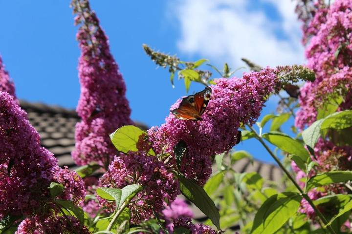 Ferienwohnung für 4 Personen, mit Garten in Upgant-Schott - 2