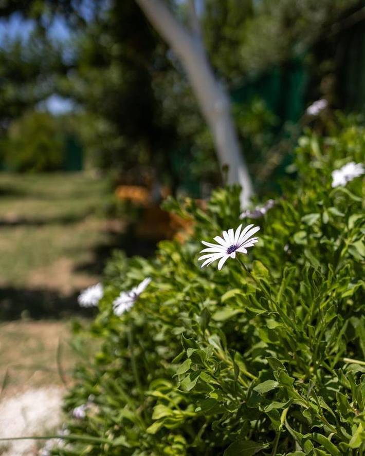 Camping für 8 Personen, mit Garten und Ausblick auf Kreta - 4