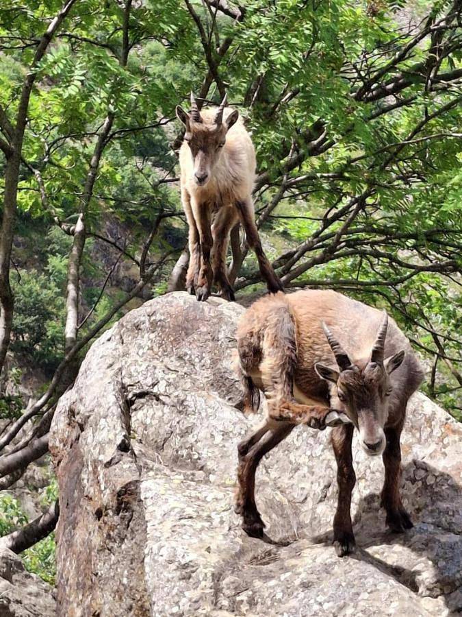 Gîte pour 4 personnes, avec jardin et vue à Valdieri