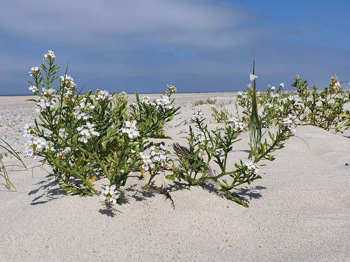 Ferienhaus für 4 Personen, mit Terrasse, kinderfreundlich in Houstrup Strand - 2