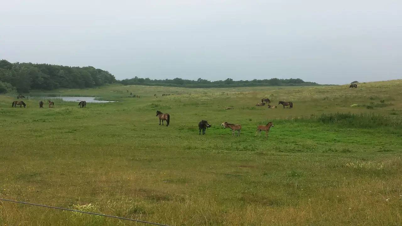 Ferienhaus für 16 Personen (217 m²) in Bagenkop in Bagenkop, Langeland