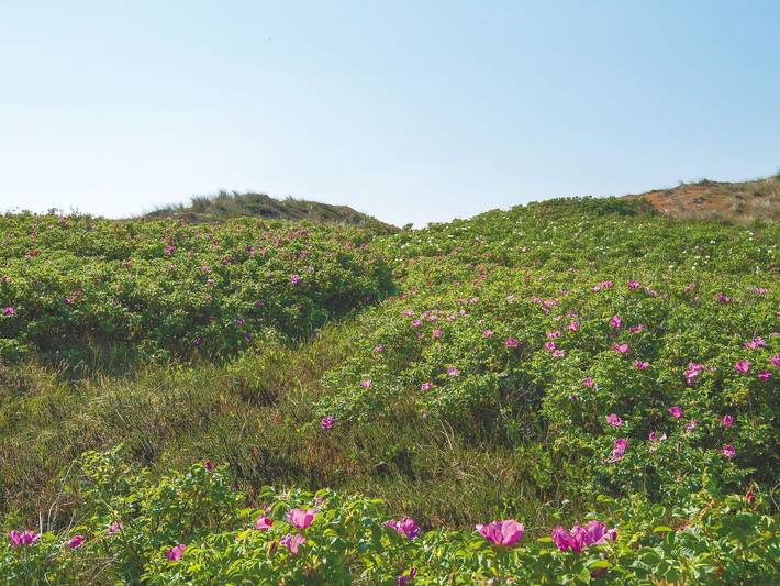 Ferienwohnung für 3 Personen in Kampen (Sylt) - 3