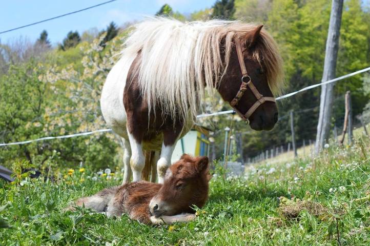 Camping für 2 Personen, mit Garten und Ausblick, mit Haustier in Slowenien - 3