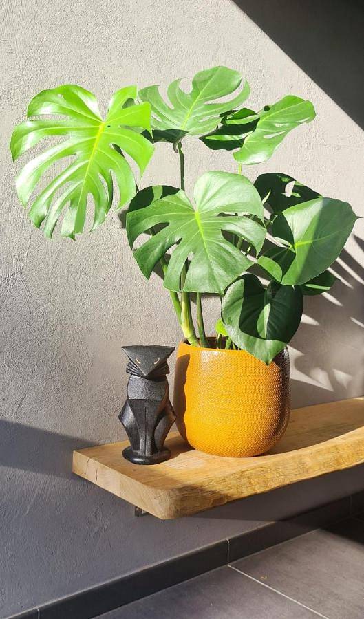 Maison d’hôte pour 10 personnes, avec vue et jardin à Ypres - 3