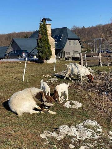 Maison d’hôte pour 20 personnes, avec jardin dans Rastovača