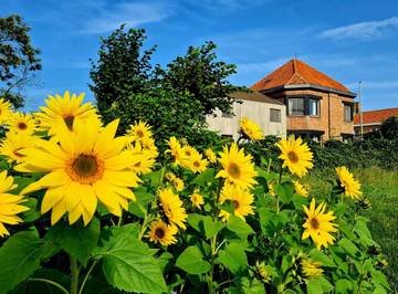 Gîte pour 9 personnes, avec jardin et vue à Alveringem