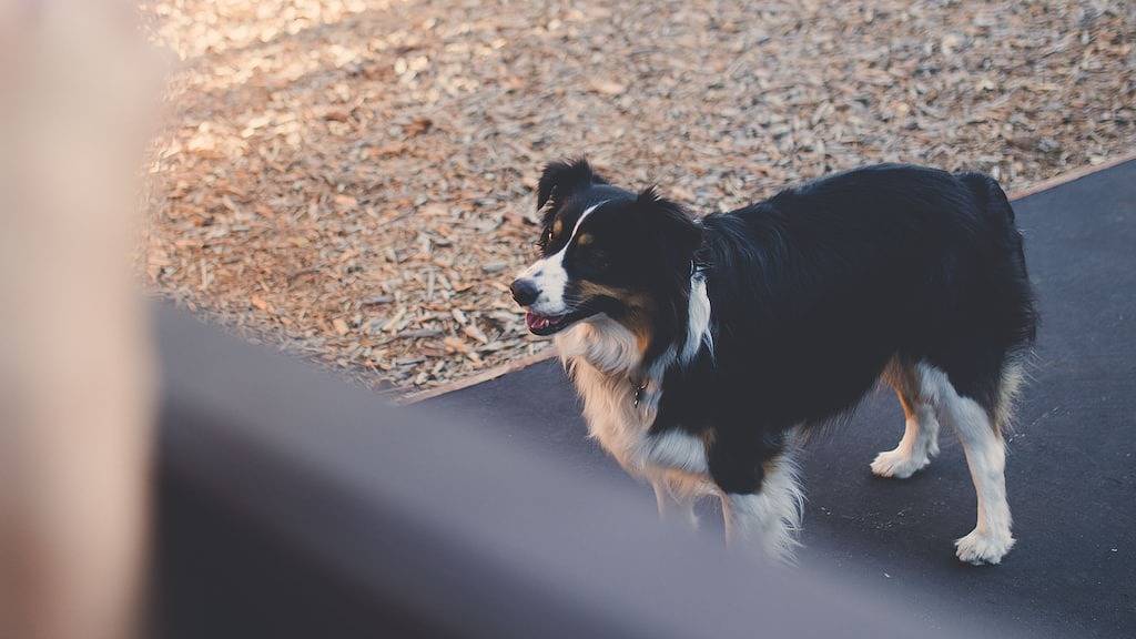 Pet Friendly Beach Cottage - Gehen Sie in die Innenstadt von Carlsbad und Beach in Carlsbad, San Diego County