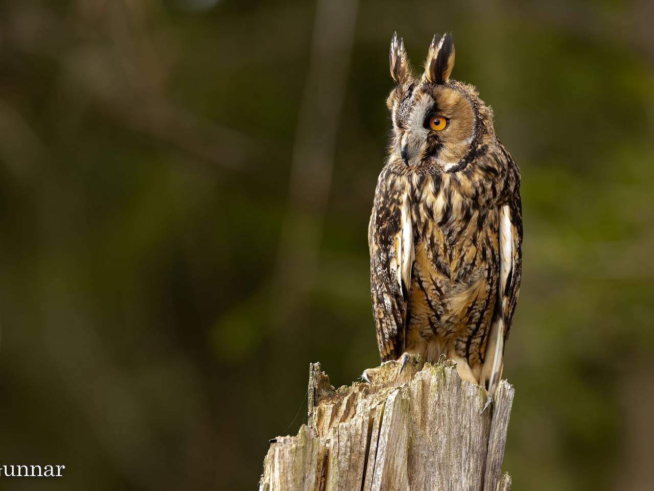 Ferienhaus Nossentiner Heide - Ferienhaus Ellie in Hohen Wangelin, Mecklenburgische Seenplatte