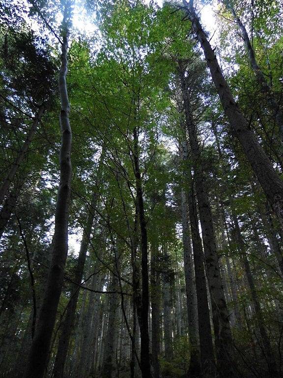 Gîte pour 2 personnes dans Lozère - 4