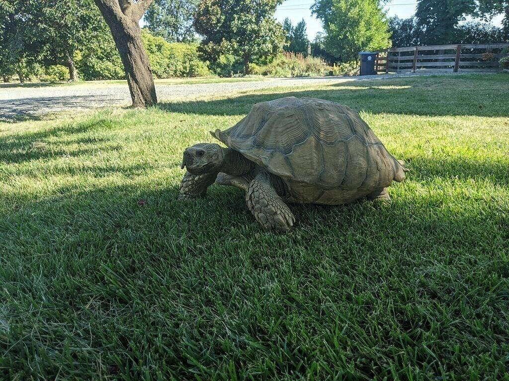 Ganze Wohnung, The Ripe Choice Farm Stay in California North Coast