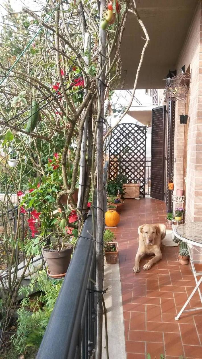 Location de vacances pour 3 personnes, avec jardin ainsi que vue et balcon dans Torrenieri - 3