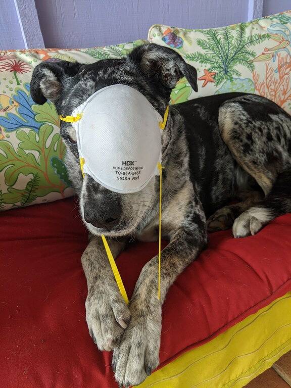 Location de vacances pour 4 personnes, avec terrasse et jardin, animaux acceptés dans Topanga