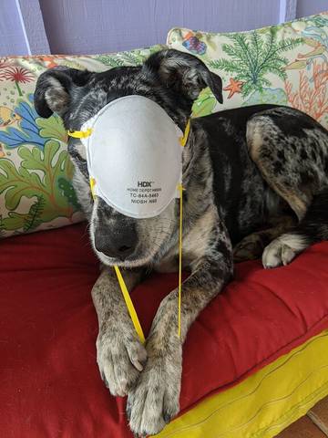 Location de vacances pour 4 personnes, avec jardin et terrasse, animaux acceptés dans Topanga