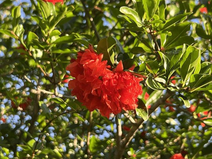 Chambre d’hôte pour 4 personnes, avec vue ainsi que piscine et jardin, animaux acceptés à Brisighella - 4