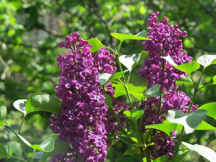 Location de vacances pour 3 personnes, avec vue ainsi que piscine et jardin, adapté aux familles à Saint-Fortunat-sur-Eyrieux - 4