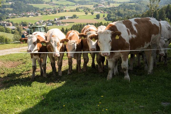 Ferienhaus für 6 Personen, mit Sauna und Ausblick sowie Garten, kinderfreundlich in Graz & Umgebung - 2