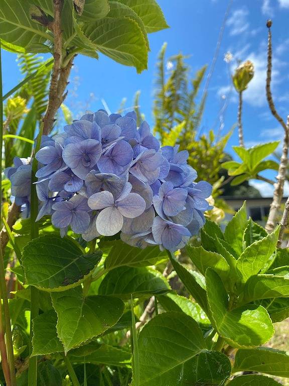 Ganze Wohnung, Puakenikeni Hilo Hale in Hilo, South Hilo