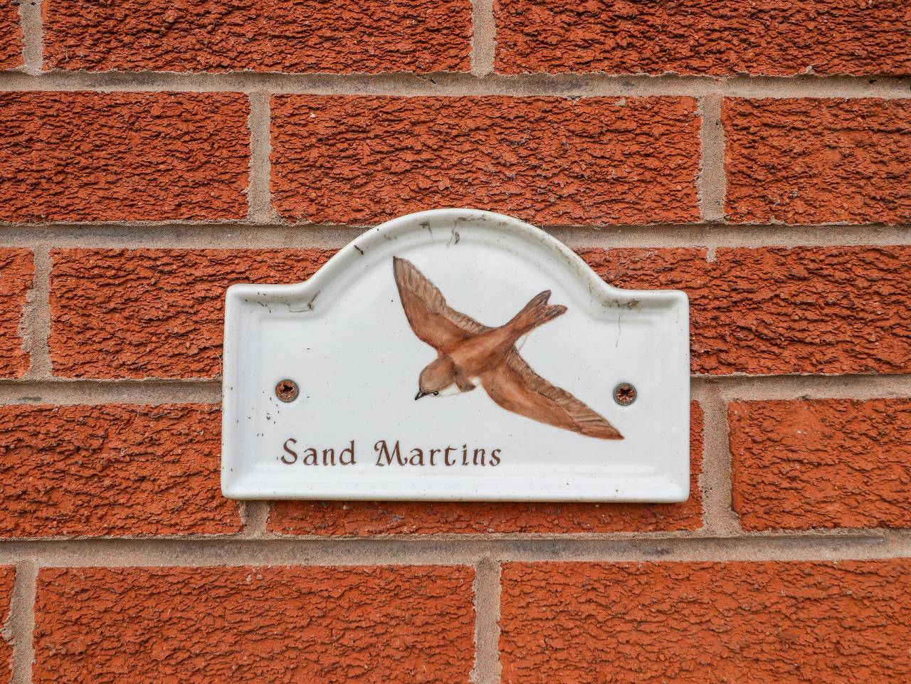 Sandmartins in Flintshire