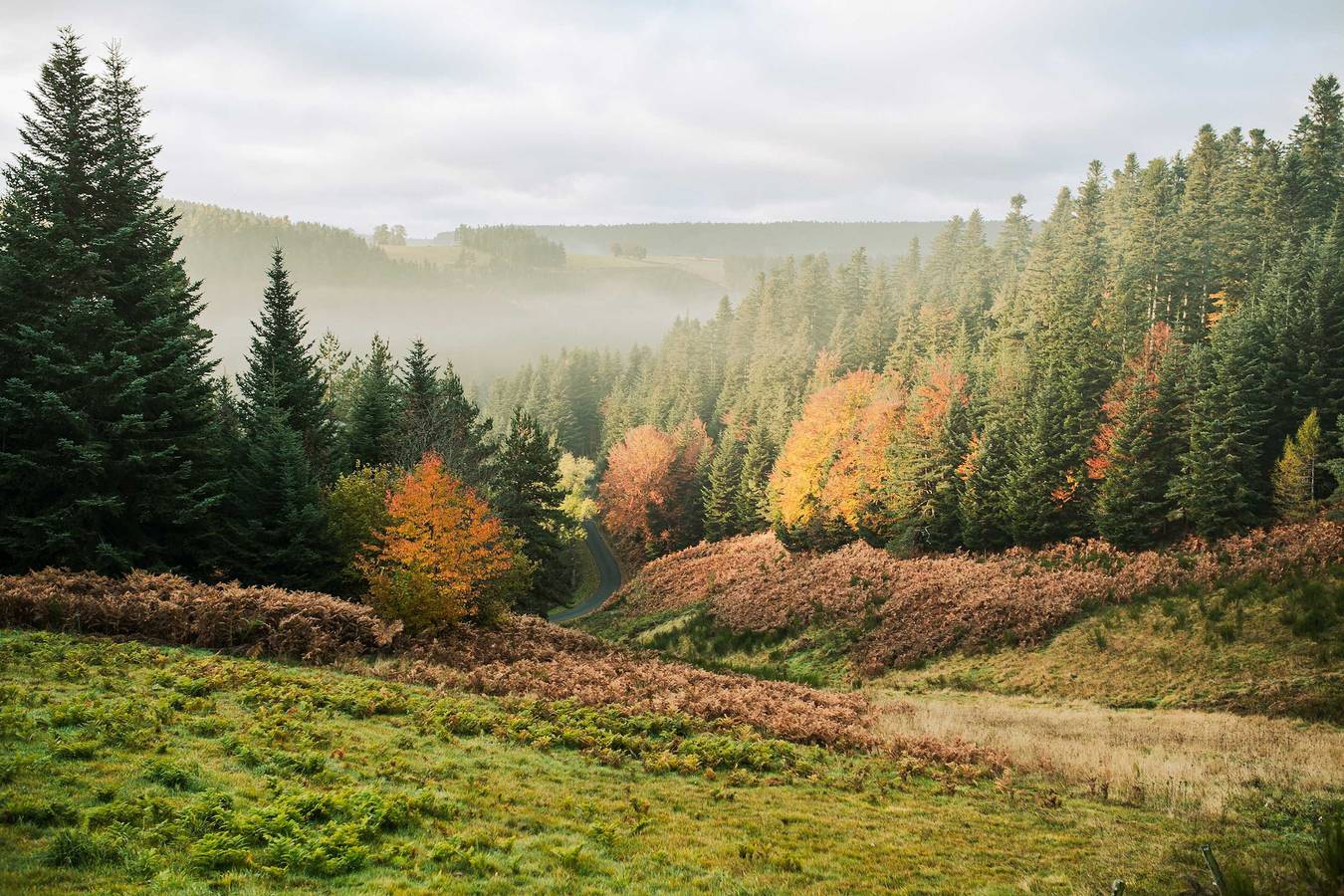 Homnest ※ L'Instant Sauvage ※ Vue Cimes & Forêt in Riotord, Alto Loira