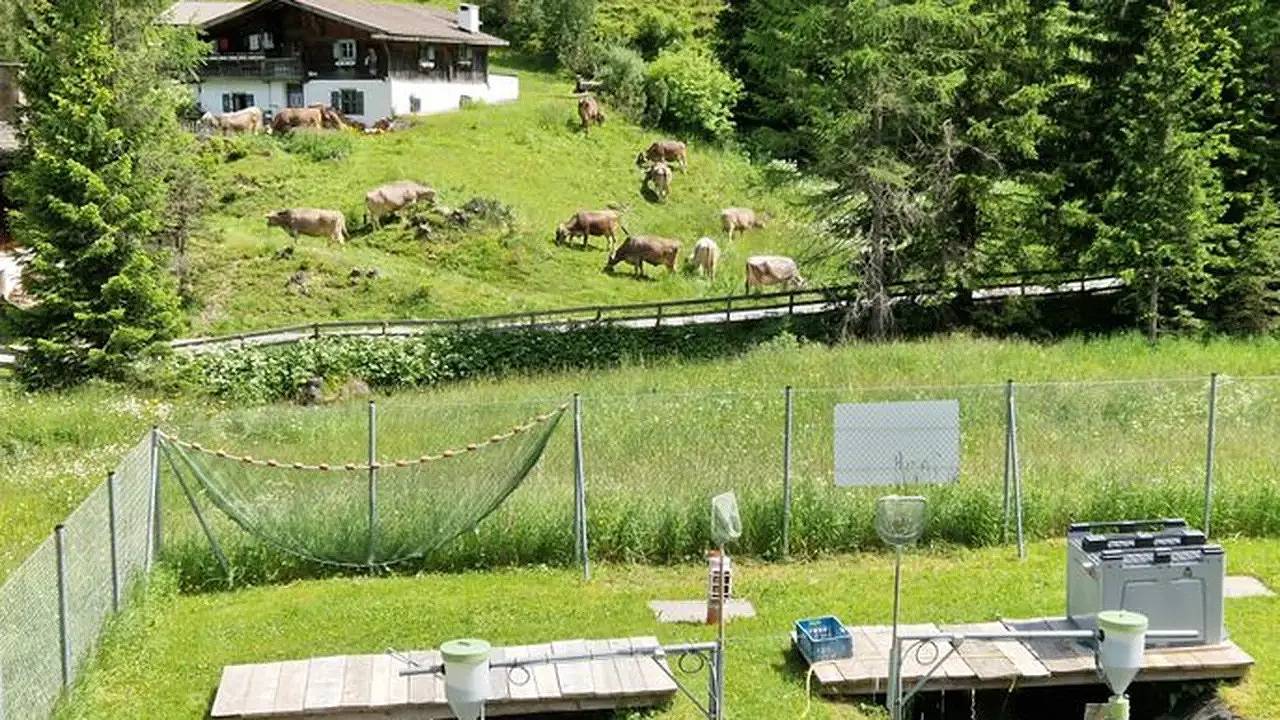 Ganze Ferienwohnung, Ferienwohnung für 5 Personen (55 m²) in Obernberg am Brenner in Stubaier Alpen, Obernberg am Brenner