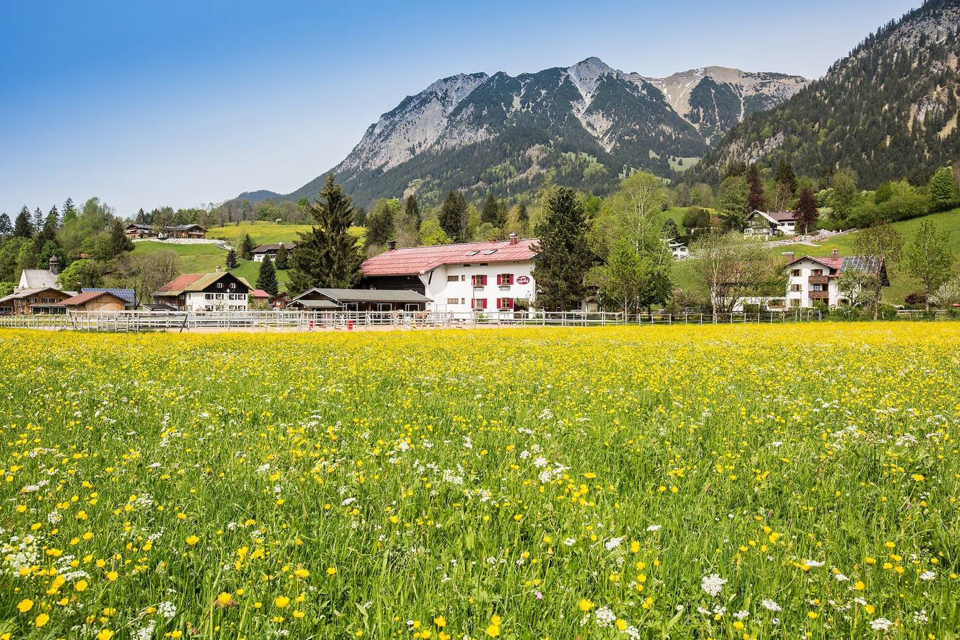 4 Lavendel in Oberstdorf, Bayerisch Schwaben