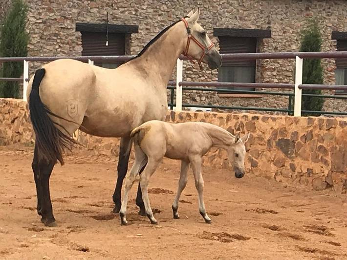Casa rural con piscina para 2 personas, con vistas al lago y vistas además de piscina y jardín, Familias con niños en Castilla-La Mancha - 4