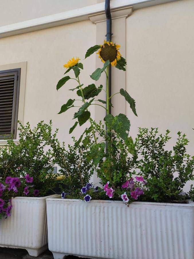 Maison d’hôte pour 2 personnes, avec vue à Tropea - 3