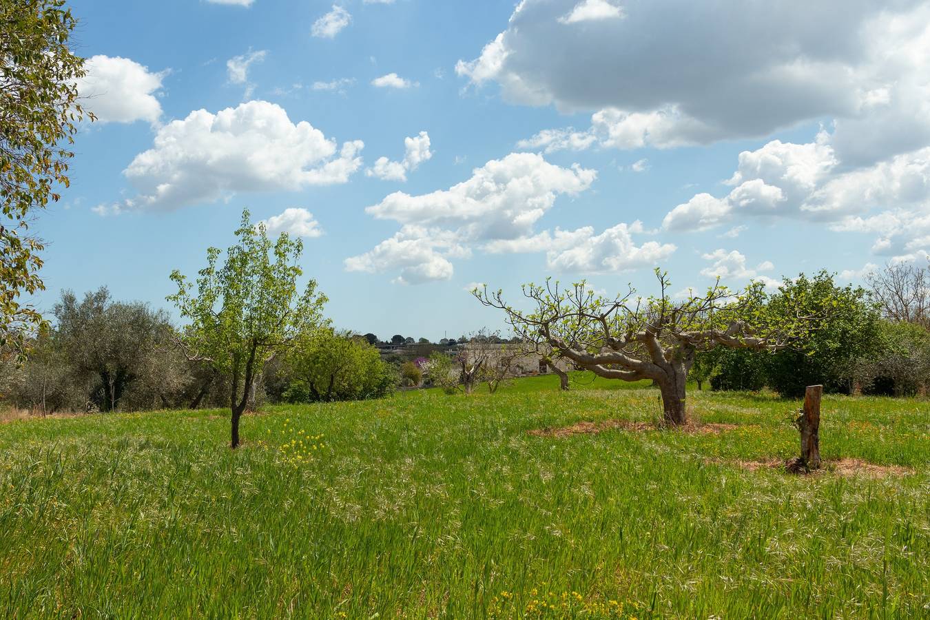 Holiday Home 'Trulli da Rosy' with Private Garden & Terrace in Martina Franca, Taranto Province