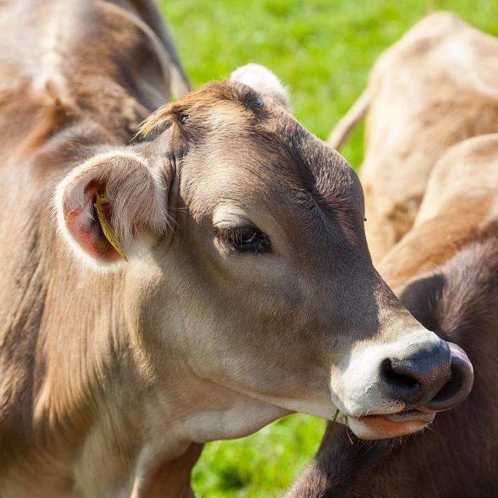 Bauernhaus für 4 Personen, mit Terrasse und Garten im Oberallgäu - 3