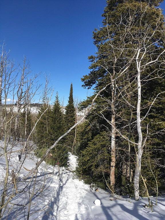 Whistle Pig Retreat @ 22 West in Medicine Bow-Routt Nationalwald